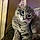 Mr. Bigglesworth