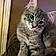 Mr. Bigglesworth
