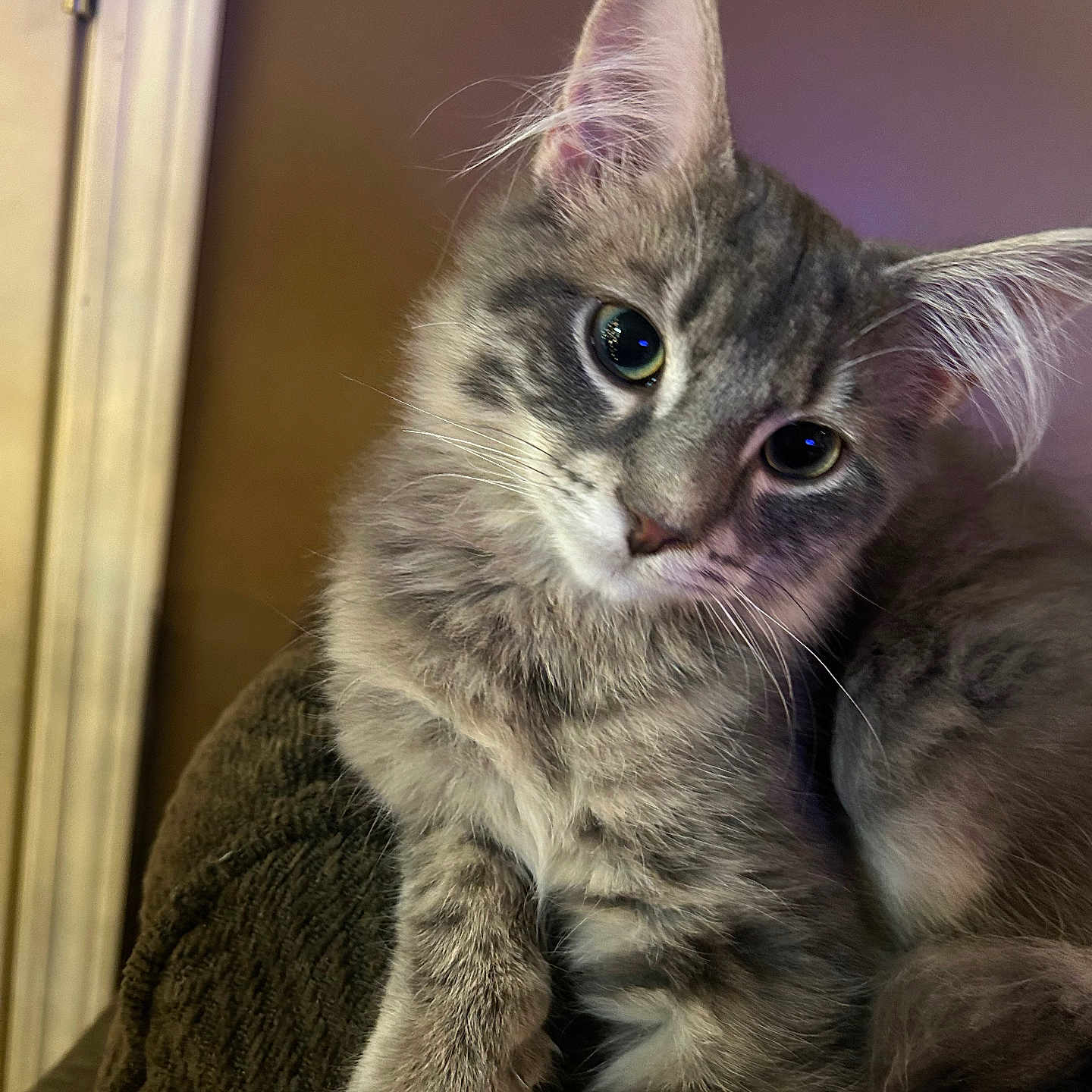 Mr. Bigglesworth