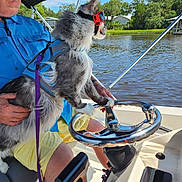 Shelby is registered to the contest to win money with this photo: adventure, animal, blue_shirt, boat, cat, goggles, harness, leash, nature, outdoor, person, pet, recreation, river, steering_wheel, summer, sunny, trees, water, yellow_shorts