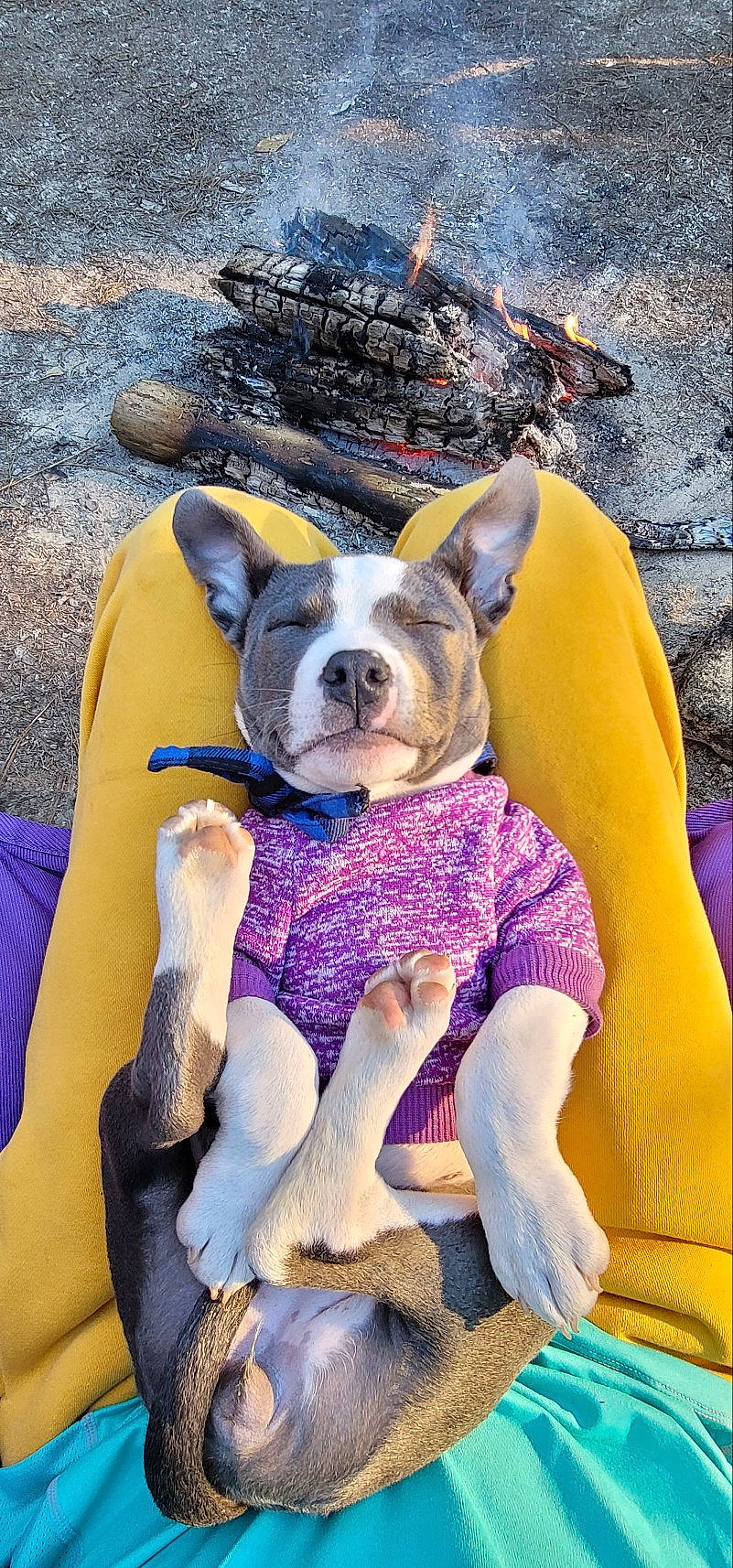 Athena joined the competition — help win amazing prizes! bulldog, canidae, carnivore, companion_dog, dog, dog_breed, electric_blue, fawn, fun, fur, grass, leisure, purple, recreation, sitting, snout, sporting_group, sunglasses, toy_dog, working_animal