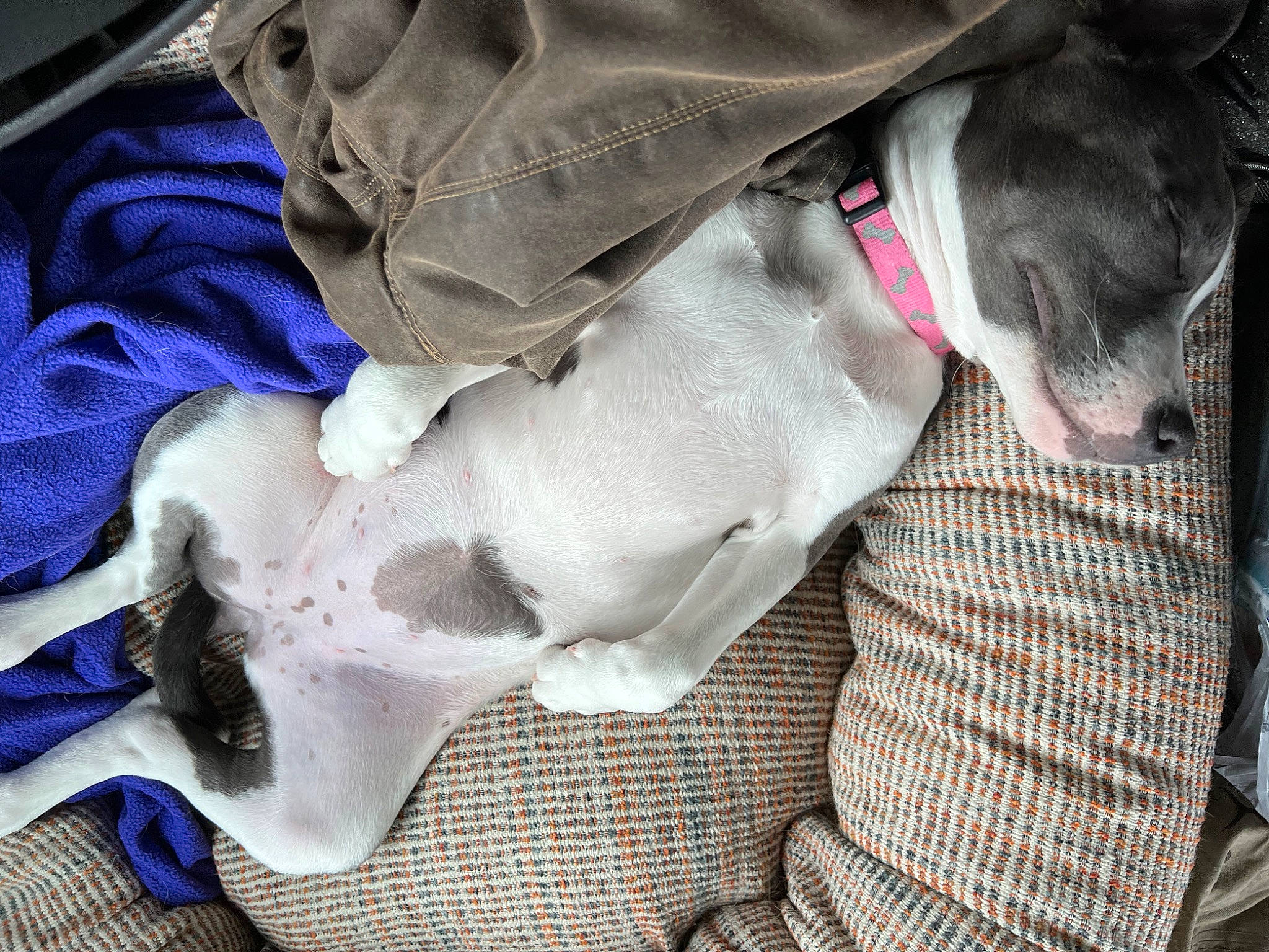 Athena is registered to the contest to win money with this photo: canidae, carnivore, collar, comfort, companion_dog, dog, dog_breed, dog_collar, dog_supply, electric_blue, fawn, fur, grey, leash, liver, non_sporting_group, pet_supply, snout, sporting_group, working_animal