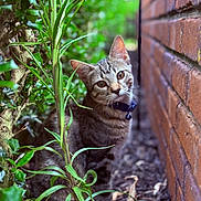 Queen Victoria is registered to the contest to win money with this photo: animal, brick_wall, cat, closeup, collar, curious, daylight, ears, feline, garden, greenery, leaves, nature, outdoor, pet, plant, portrait, soil, tabby, whiskers