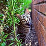 animal, brick_wall, cat, closeup, collar, curious, daylight, ears, feline, garden, greenery, leaves, nature, outdoor, pet, plant, portrait, soil, tabby, whiskers