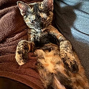 Sister Hazel is registered to the contest to win money with this photo: animal, blanket, cat, closeup, comfort, cozy, cute, domestic_animal, ears, feline, fur, indoor, lying_down, paws, pet, relaxing, resting, sleepy, tortoiseshell, whiskers