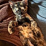 animal, blanket, cat, closeup, comfort, cozy, cute, domestic_animal, ears, feline, fur, indoor, lying_down, paws, pet, relaxing, resting, sleepy, tortoiseshell, whiskers