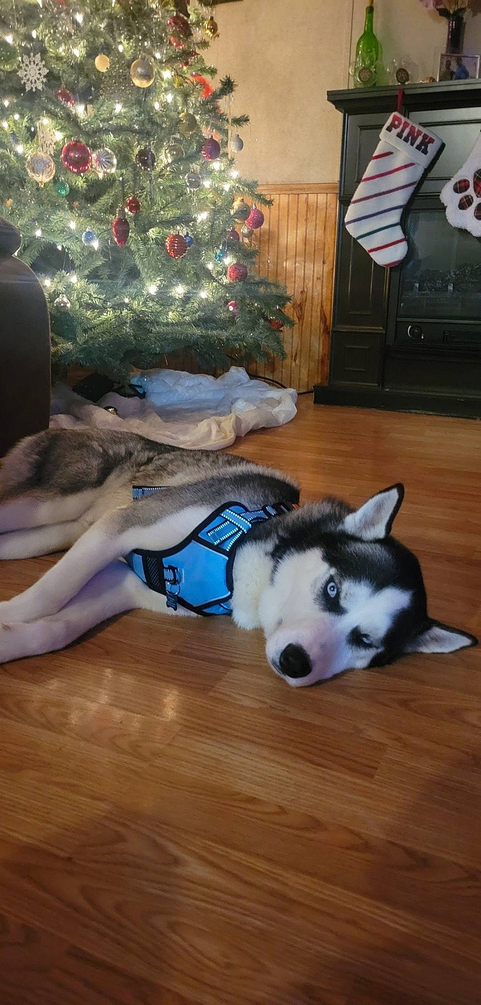 Meeko joined the competition — help win amazing prizes! carnivore, christmas_decoration, christmas_ornament, christmas_tree, companion_dog, dog, dog_breed, event, flag, flooring, holiday, holiday_ornament, light, plant, siberian_husky, sled_dog, tree, white, wood, working_animal