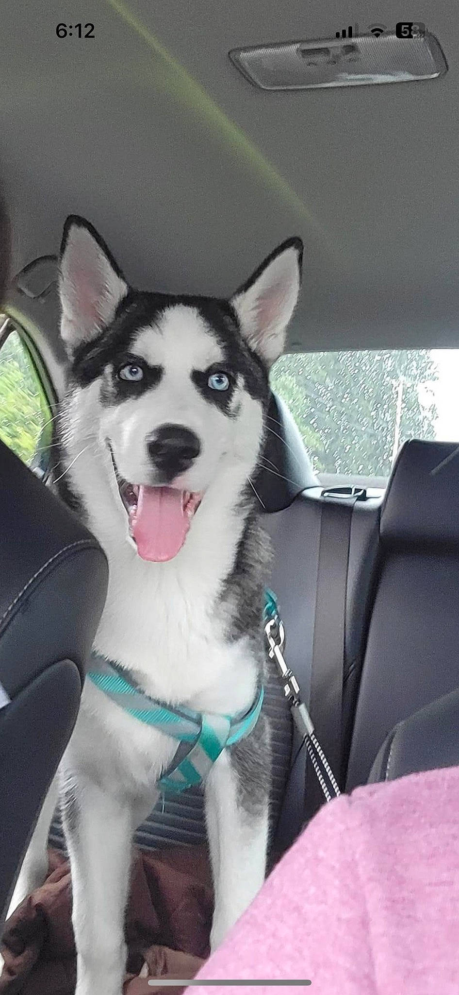 Meeko joined the competition — help win amazing prizes! canidae, car, car_seat, car_seat_cover, carnivore, collar, companion_dog, dog, dog_breed, dog_collar, fur, head_restraint, non_sporting_group, personal_luxury_car, siberian_husky, sled_dog, sporting_group, vehicle, working_animal, working_dog