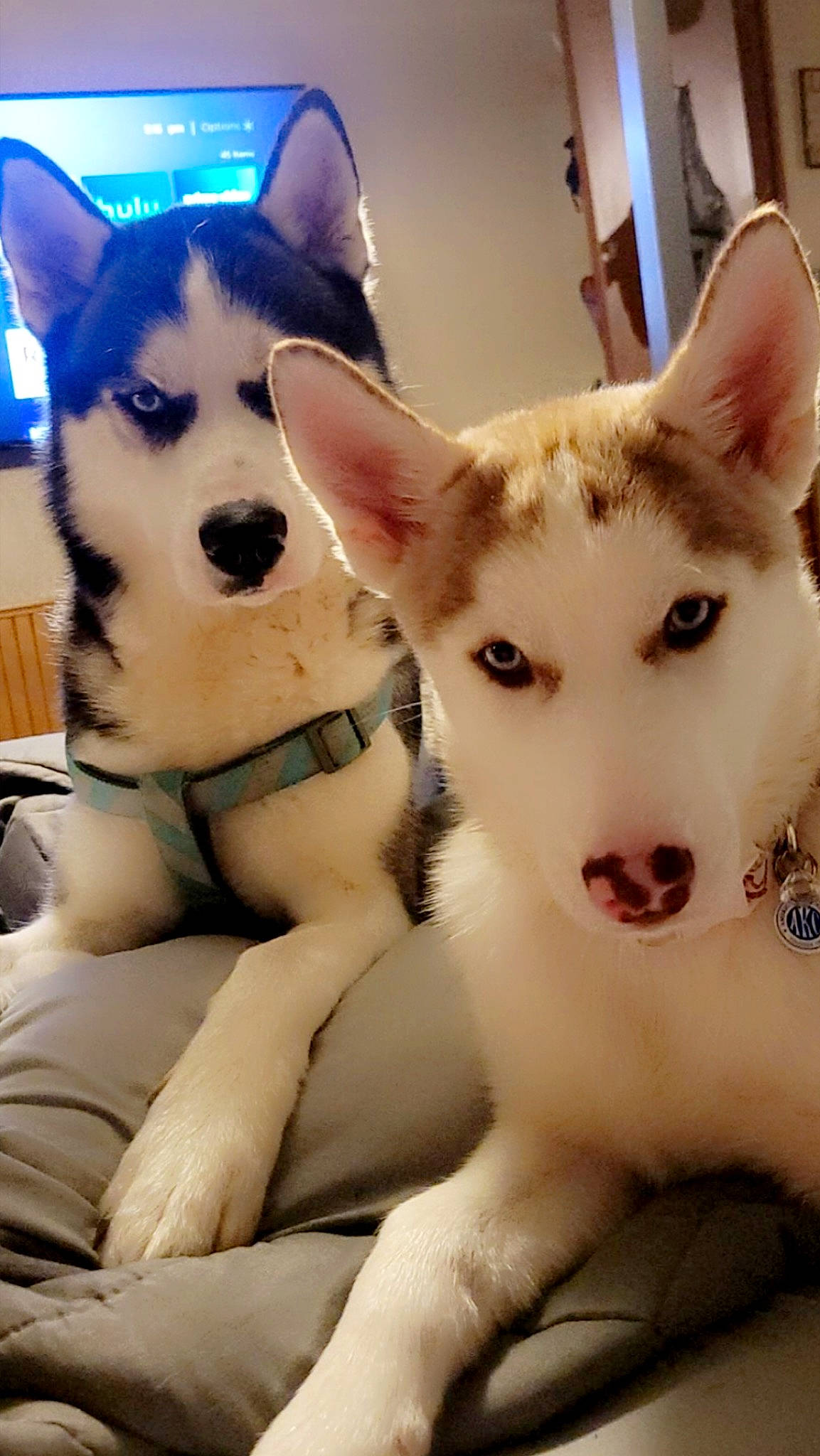 Meeko is registered to the contest to win money with this photo: canidae, carnivore, comfort, companion_dog, dog, dog_breed, eye, fawn, foot, fur, happy, head, jaw, siberian_husky, sled_dog, snout, sporting_group, whiskers, working_animal, working_dog