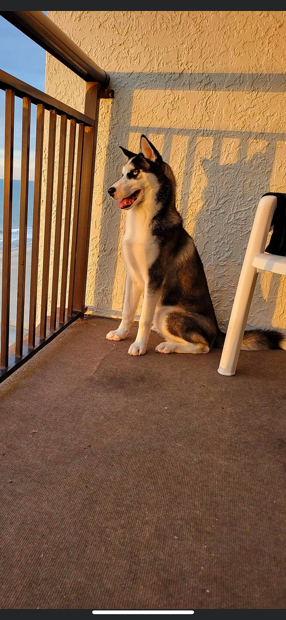 Meeko joined the competition — help win amazing prizes! canidae, canis, carnivore, companion_dog, dog, dog_breed, dog_supply, fawn, fence, flooring, fur, herding_dog, siberian_husky, sky, sled_dog, snout, sporting_group, tail, wood, working_animal