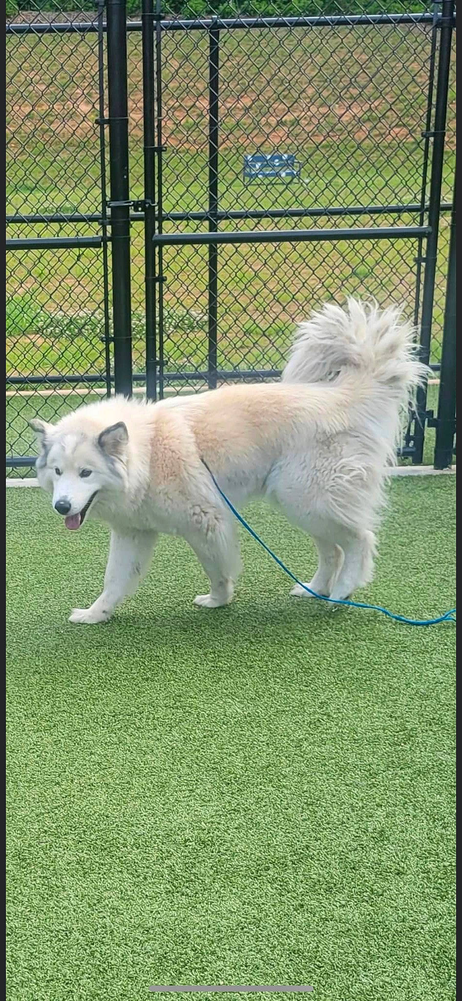 Winter Greene is registered to the contest to win money with this photo: ancient_dog_breeds, canidae, carnivore, chain_link_fencing, companion_dog, dog, dog_breed, fence, grass, home_fencing, mesh, non_sporting_group, pet_supply, sporting_group, tail, terrestrial_animal, wildlife, wire_fencing, working_animal, working_dog