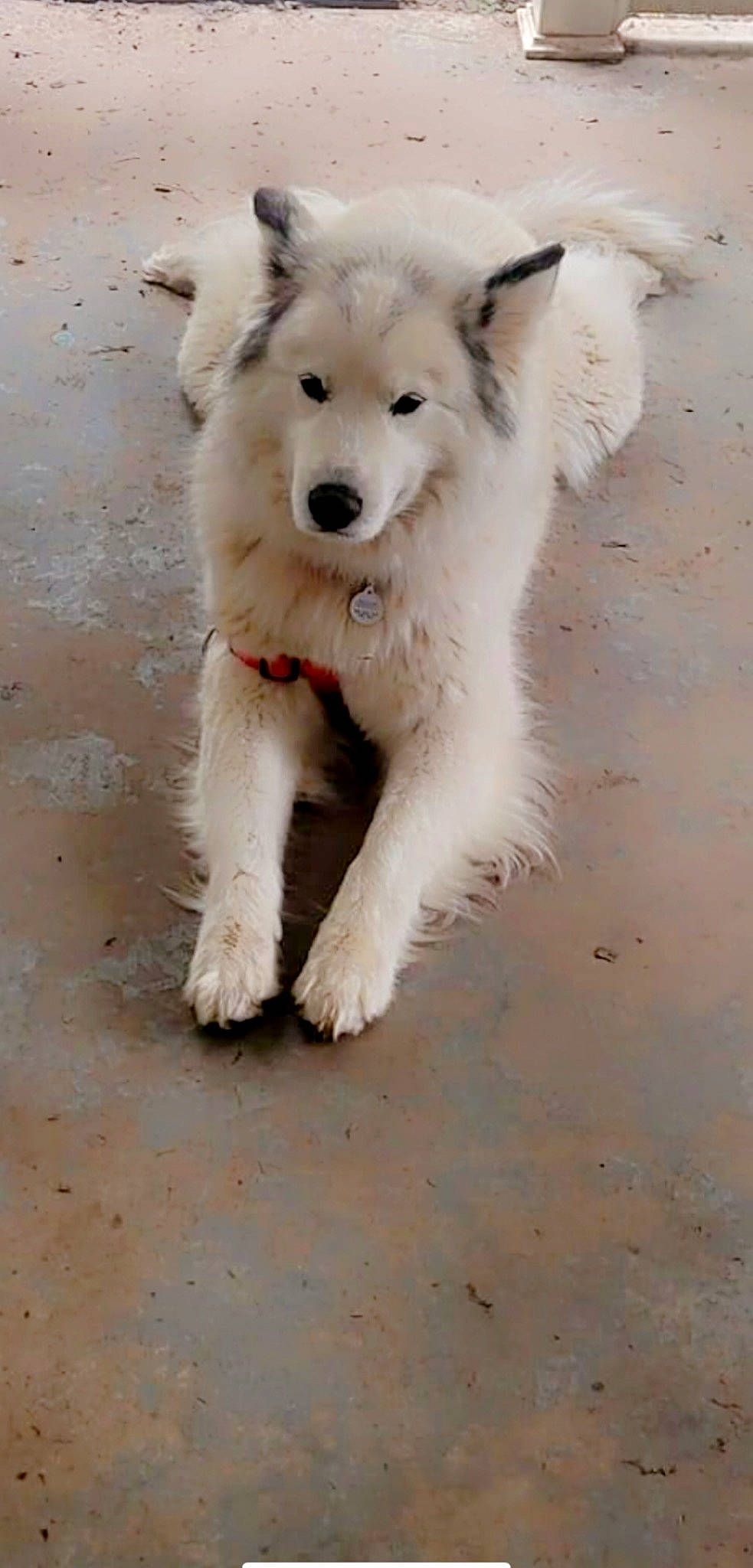 Winter Greene is registered to the contest to win money with this photo: american_eskimo_dog, ancient_dog_breeds, canidae, canis, carnivore, companion_dog, dog, dog_breed, dog_supply, fur, non_sporting_group, puppy, snout, sporting_group, tail, winter, working_animal, working_dog