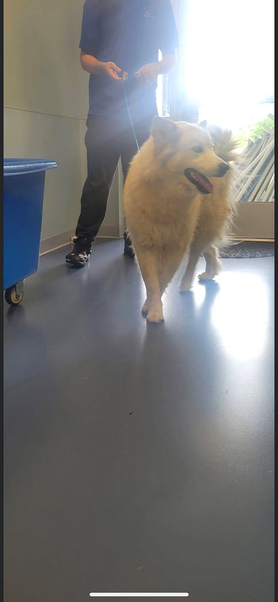 Winter Greene is registered to the contest to win money with this photo: canidae, carnivore, companion_dog, dog, dog_breed, fawn, felidae, floor, flooring, fur, german_spitz, hardwood, human_leg, knee, spitz, sporting_group, tail, thigh, wood, working_animal