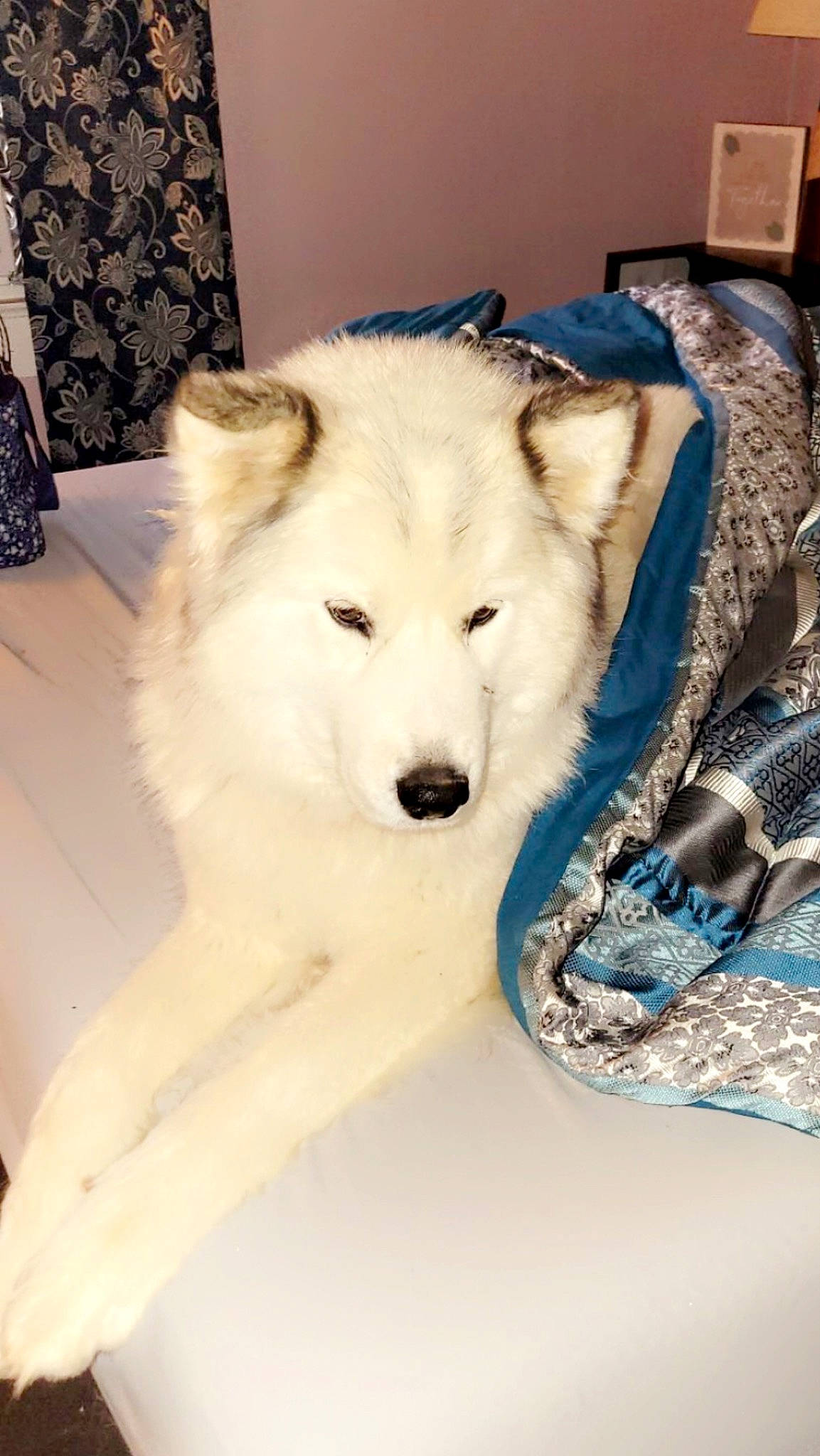 Winter Greene is registered to the contest to win money with this photo: american_eskimo_dog, ancient_dog_breeds, canidae, canis, carnivore, companion_dog, dog, dog_breed, drink, fang, fur, giant_dog_breed, samoyed, snout, spitz, sporting_group, terrestrial_animal, winter, wolf, working_animal