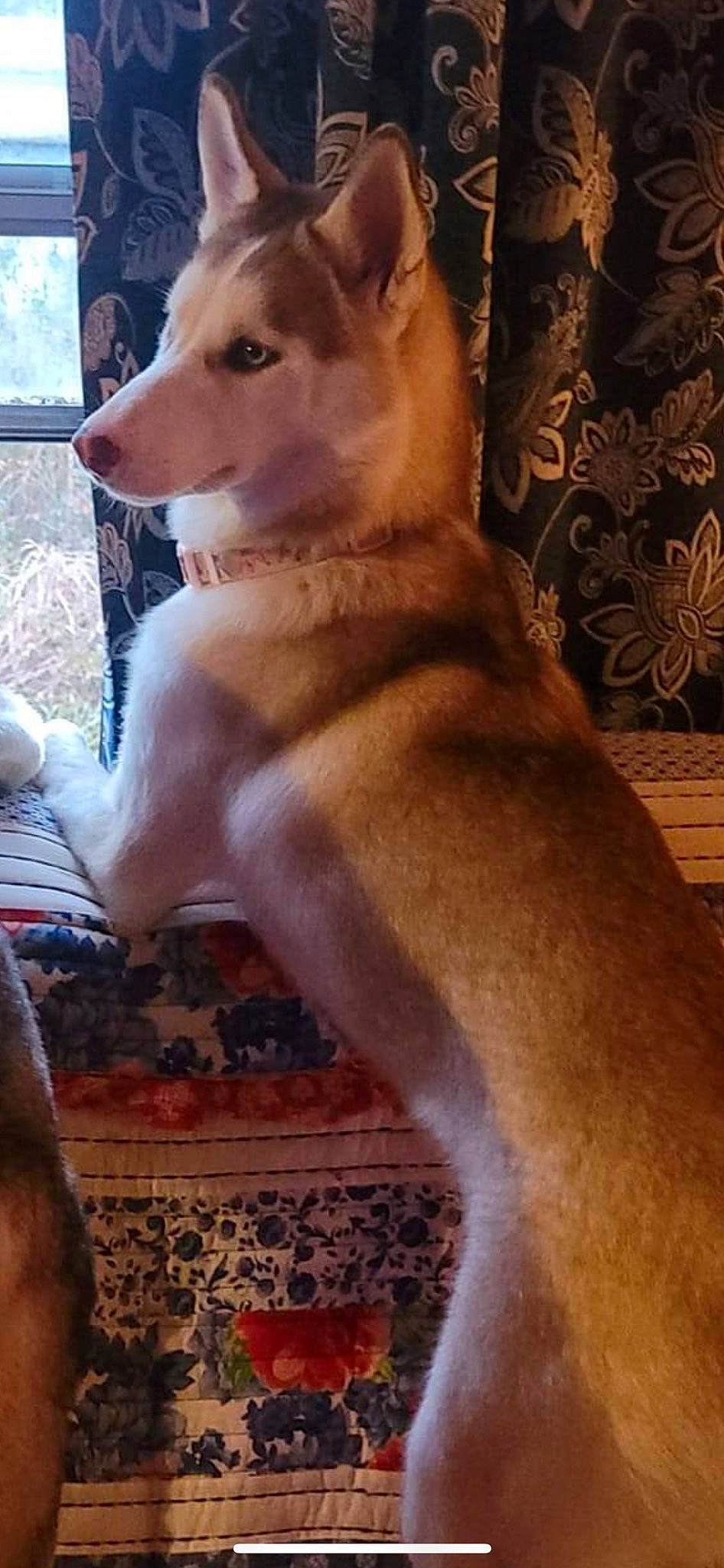 Meeka Nova is registered to the contest to win money with this photo: ancient_dog_breeds, canidae, carnivore, companion_dog, dog, dog_breed, fawn, fence, fur, non_sporting_group, plant, snout, spitz, sporting_group, tail, terrestrial_animal, tree, whiskers, working_animal, working_dog