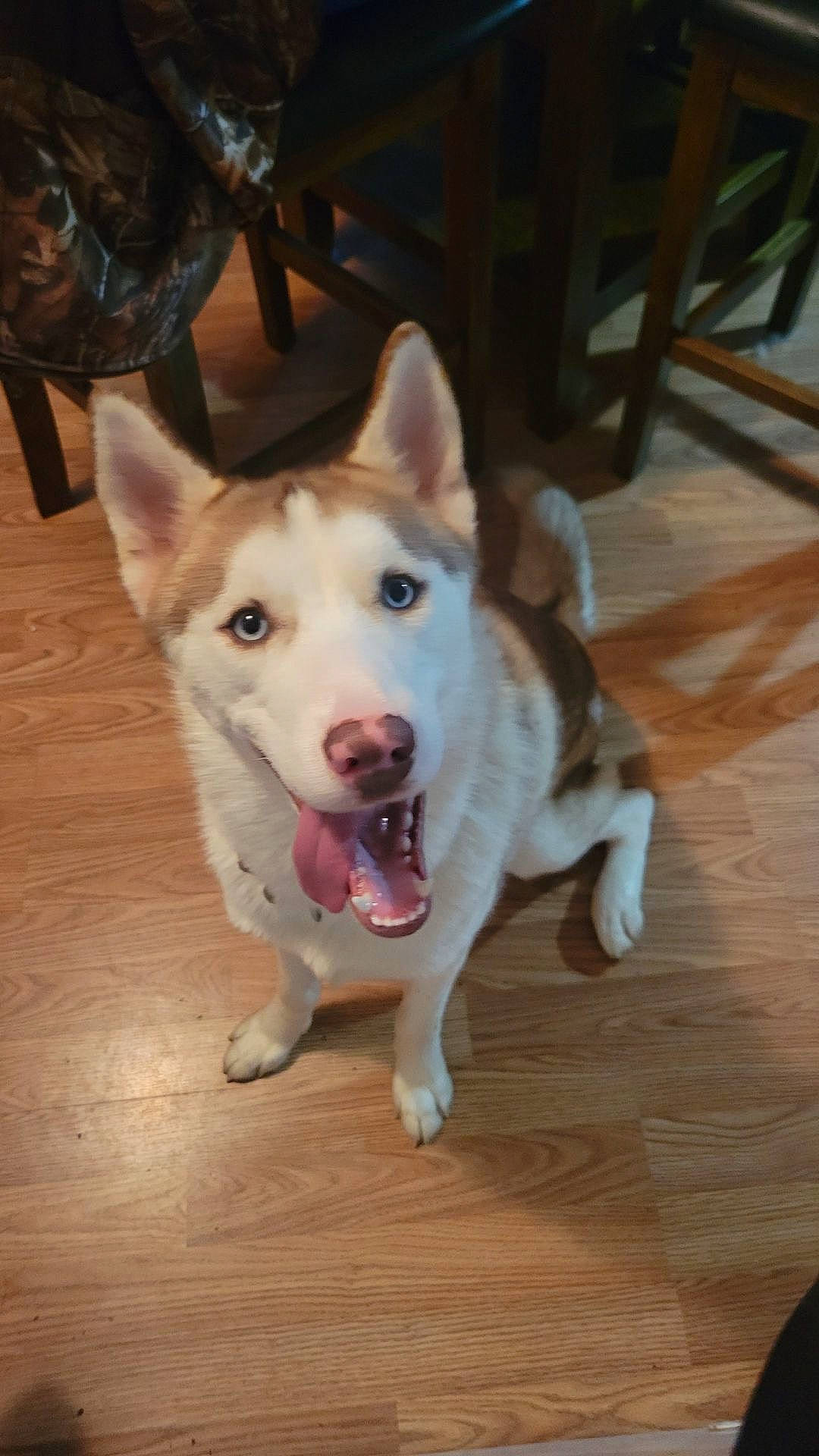 Meeka Nova is registered to the contest to win money with this photo: ancient_dog_breeds, canis, carnivore, companion_dog, dog, dog_breed, flooring, fur, hardwood, herding_dog, paw, plank, sled_dog, snout, tail, varnish, wood, wood_stain, working_animal, working_dog