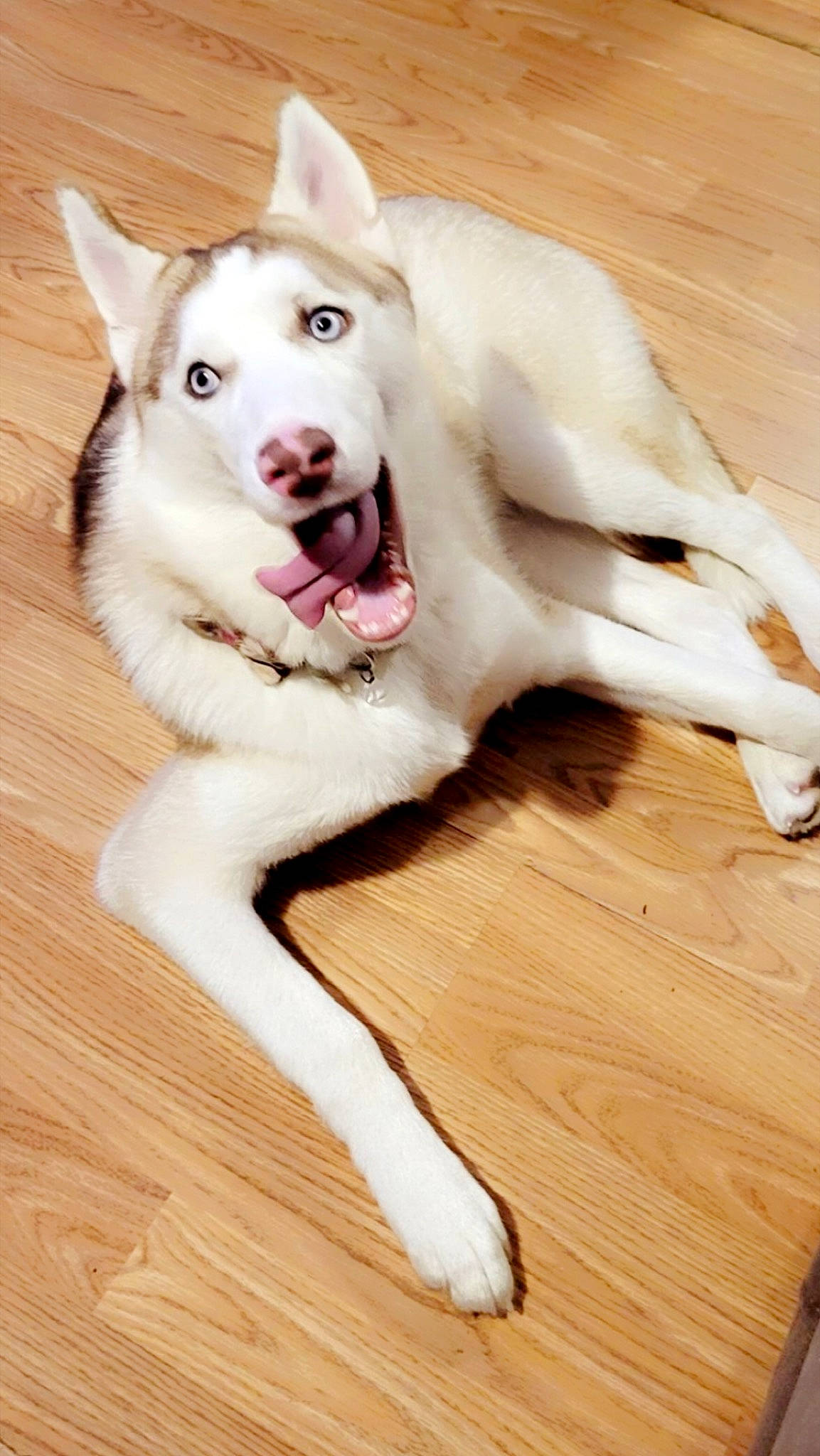 Meeka Nova is registered to the contest to win money with this photo: carnivore, collar, companion_dog, dog, dog_breed, dog_collar, ear, fawn, floor, flooring, fur, hardwood, paw, pet_supply, snout, sporting_group, tail, whiskers, wood, working_animal