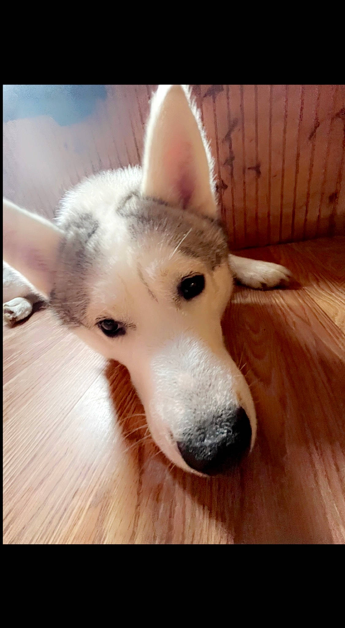 Riley joined the competition — help win amazing prizes! canis, carnivore, companion_dog, dog, dog_breed, floor, flooring, fur, hardwood, herding_dog, paw, siberian_husky, sky, sled_dog, square, terrestrial_animal, whiskers, wood, wood_stain, working_animal