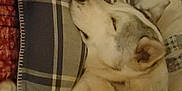 Riley is registered to the contest to win money with this photo: canidae, carnivore, comfort, companion_dog, corn, dog, dog_breed, fawn, felidae, fur, linens, natural_foods, paw, small_to_medium_sized_cats, snout, sporting_group, terrestrial_animal, vegetable, whiskers, working_animal