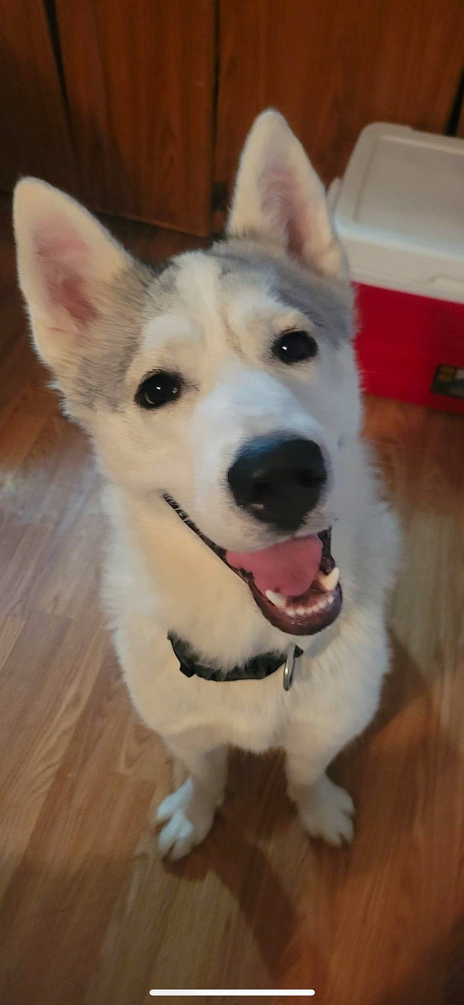 Riley is registered to the contest to win money with this photo: canidae, carnivore, collar, companion_dog, dog, dog_breed, dog_collar, flooring, foot, fur, hardwood, head, herding_dog, jaw, snout, sporting_group, whiskers, wood, working_animal, working_dog