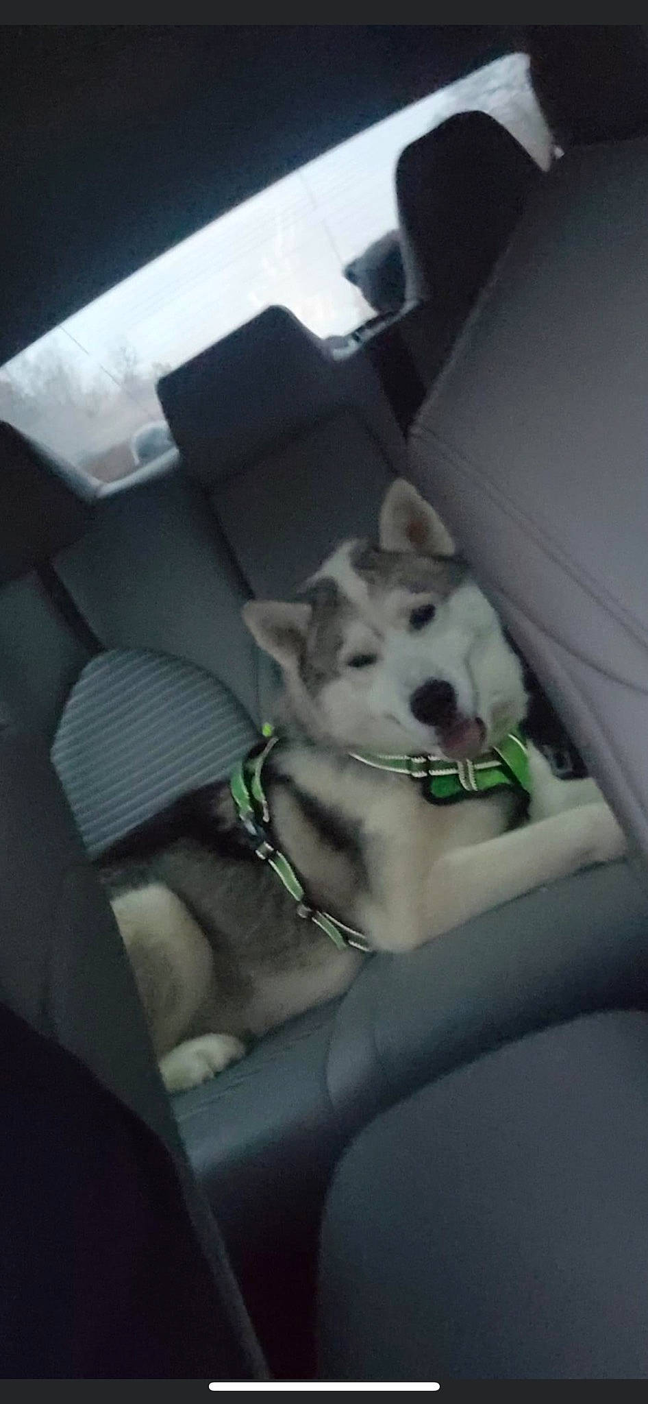 Riley joined the competition — help win amazing prizes! auto_part, canidae, car, car_seat, car_seat_cover, carnivore, collar, companion_dog, dog, dog_breed, dog_collar, family_car, fawn, snout, sporting_group, tints_and_shades, vehicle, whiskers, windshield, working_animal