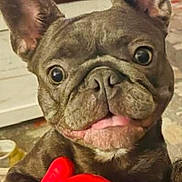 Charleigh joined the competition — help win amazing prizes! dog, french_bulldog, pet, toy, red_toy, indoor, close_up, cute, animal, ears, eyes, mouth, paws, playing, expression, snout, fur, home, table, curious