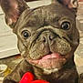 dog, french_bulldog, pet, toy, red_toy, indoor, close_up, cute, animal, ears, eyes, mouth, paws, playing, expression, snout, fur, home, table, curious