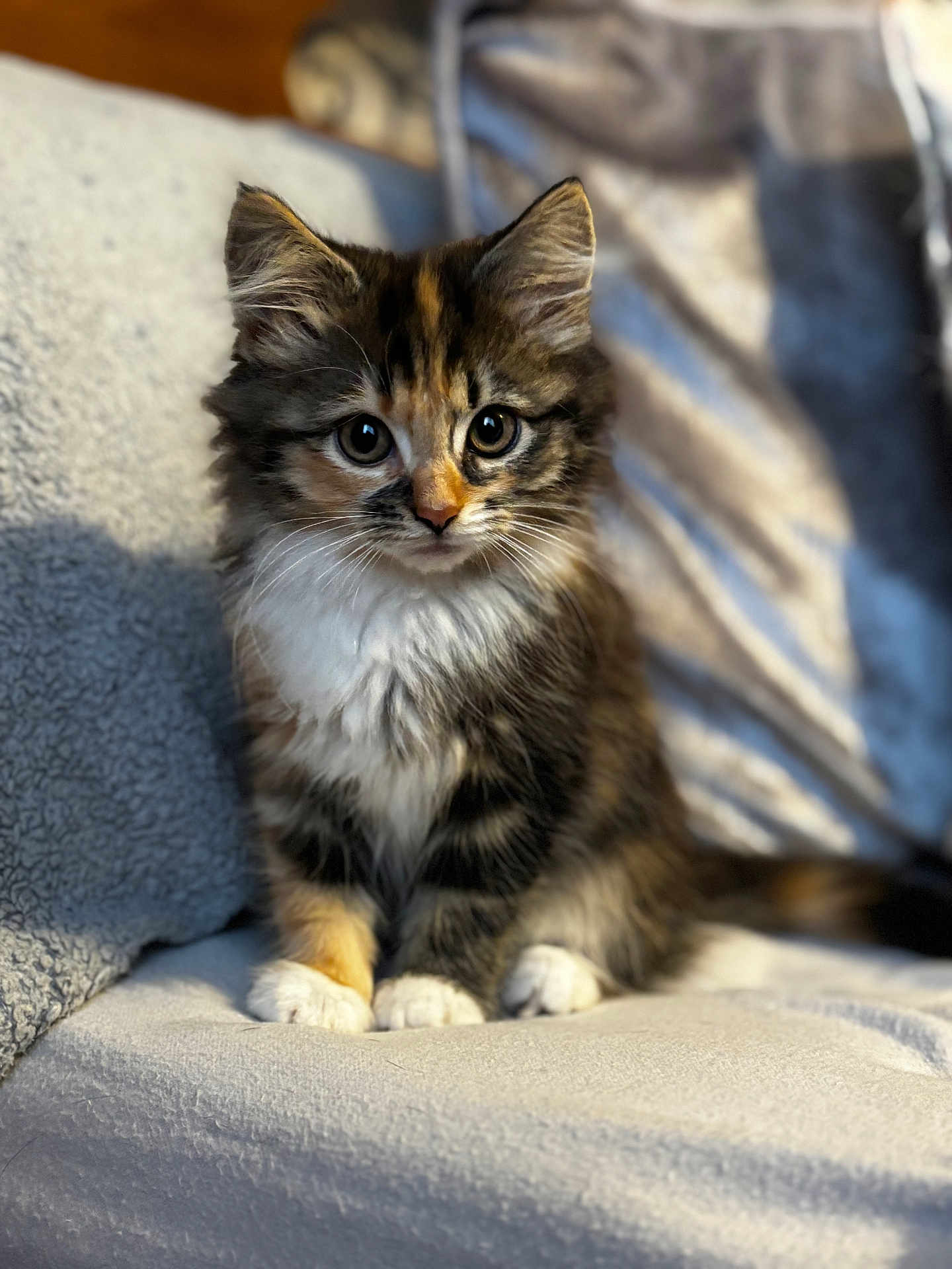 Izzy joined the competition — help win amazing prizes! kitten, cat, feline, pet, cute, fluffy, sitting, indoor, cozy, blanket, couch, fur, animal, young, whiskers, eyes, soft_light, domestic, adorable, portrait