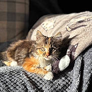 Izzy is registered to the contest to win money with this photo: kitten, cat, pet, animal, feline, fluffy, resting, blanket, pillow, indoor, cozy, sunlight, cute, fur, whiskers, relaxing, domestic, closeup, portrait, young