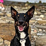 Chase is registered to the contest to win money with this photo: animal, beach, black_dog, canine, closeup, collar, dog, ears, happy, harness, nature, outdoor, person, pet, pink_shorts, portrait, rocks, smiling, sunlight, water