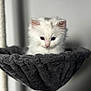 kitten, white_cat, fluffy, cat_hammock, pet, indoor, soft_texture, cute, animal, young_cat, feline, curious, close_up, cozy, resting, portrait, domestic_cat, furry, small_animal, gray_background