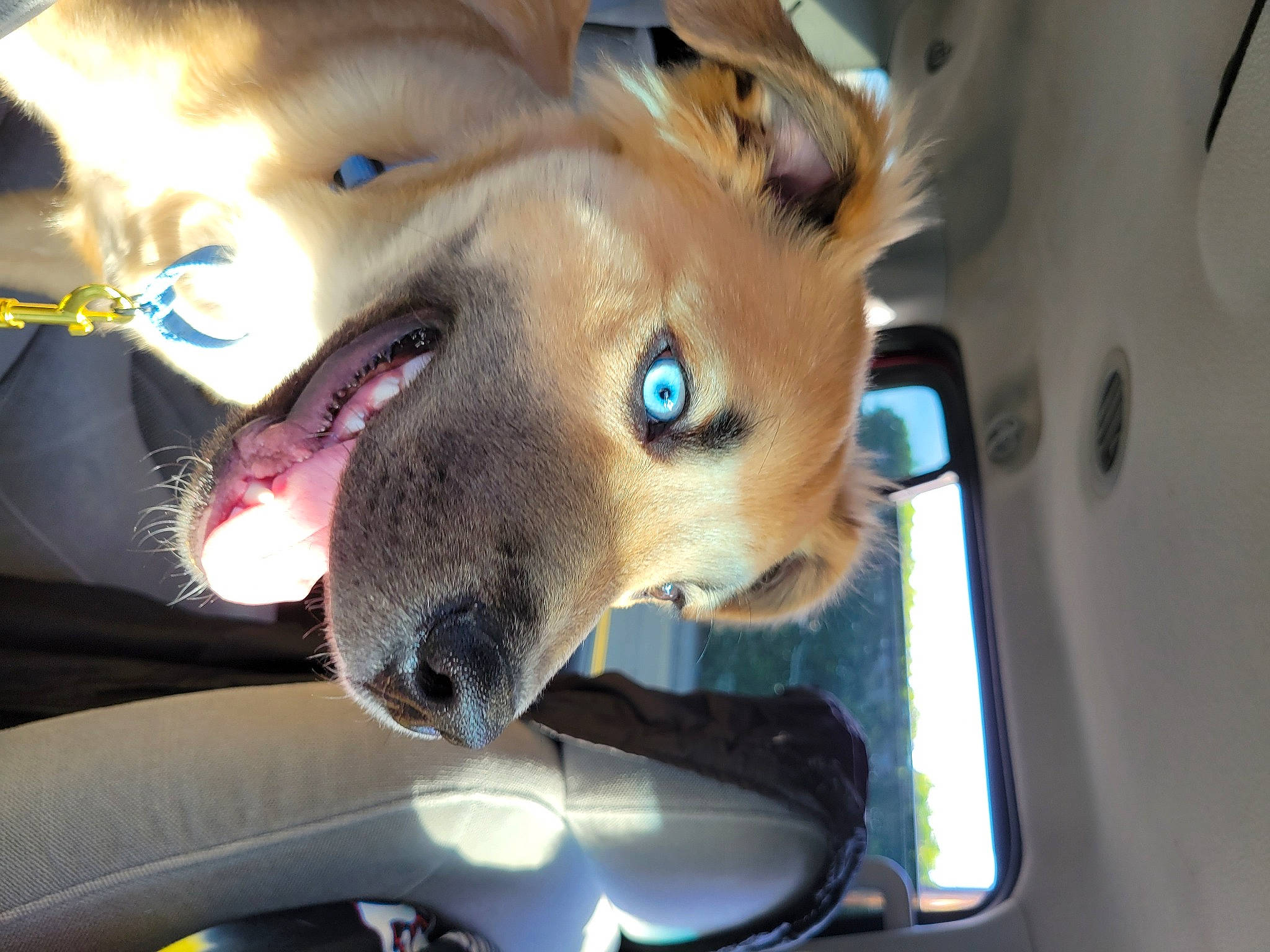 Odin Arcane Ashmore is registered to the contest to win money with this photo: canidae, carnivore, collar, companion_dog, dog, dog_breed, ear, eyelash, fang, fawn, fur, jaw, non_sporting_group, snout, sporting_group, whiskers, windshield, working_animal