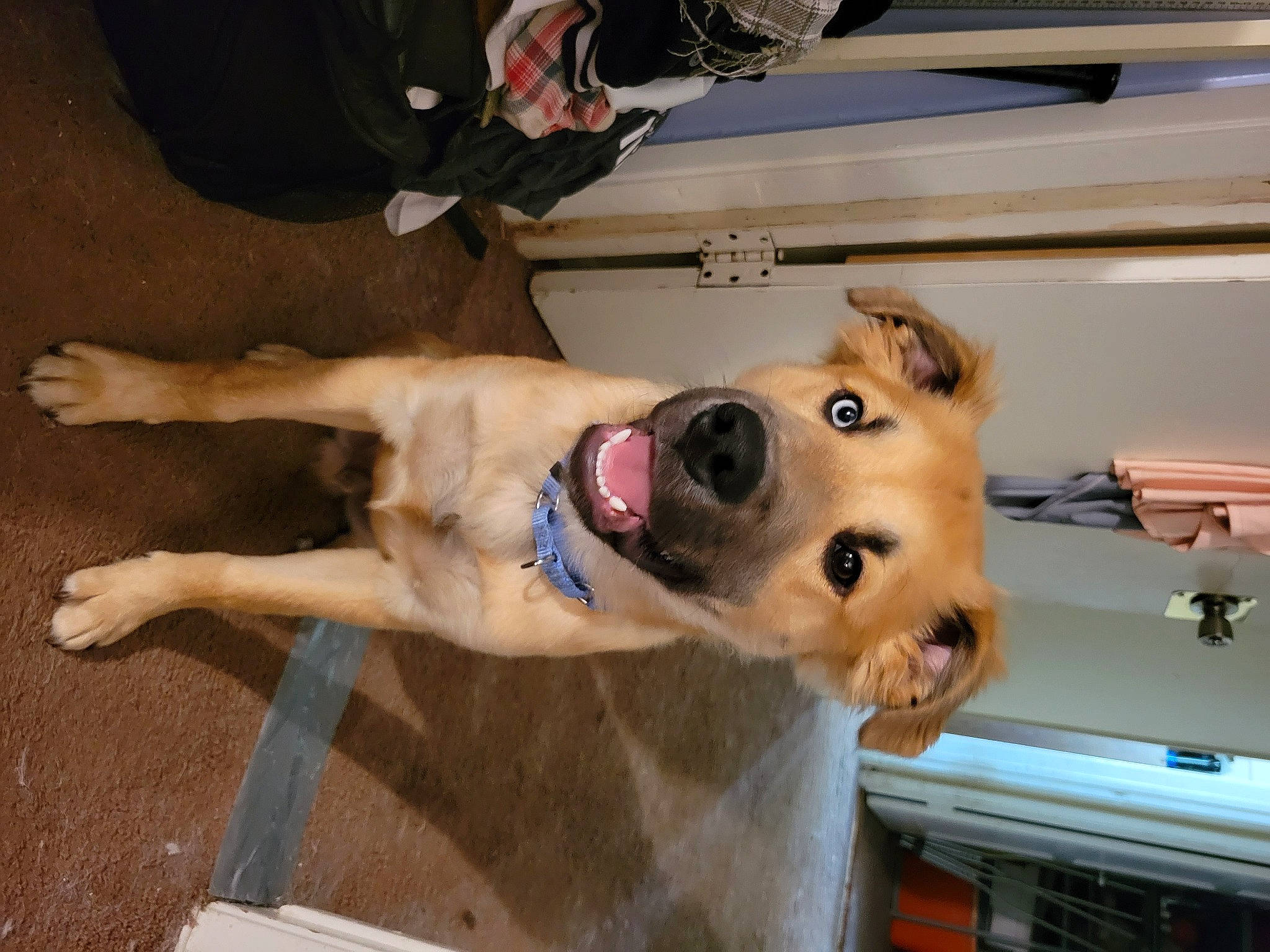 Odin Arcane Ashmore joined the competition — help win amazing prizes! canidae, carnivore, collar, companion_dog, dog, dog_breed, dog_collar, dog_supply, fawn, guard_dog, home_appliance, pet_supply, snout, sporting_group, working_animal, working_dog