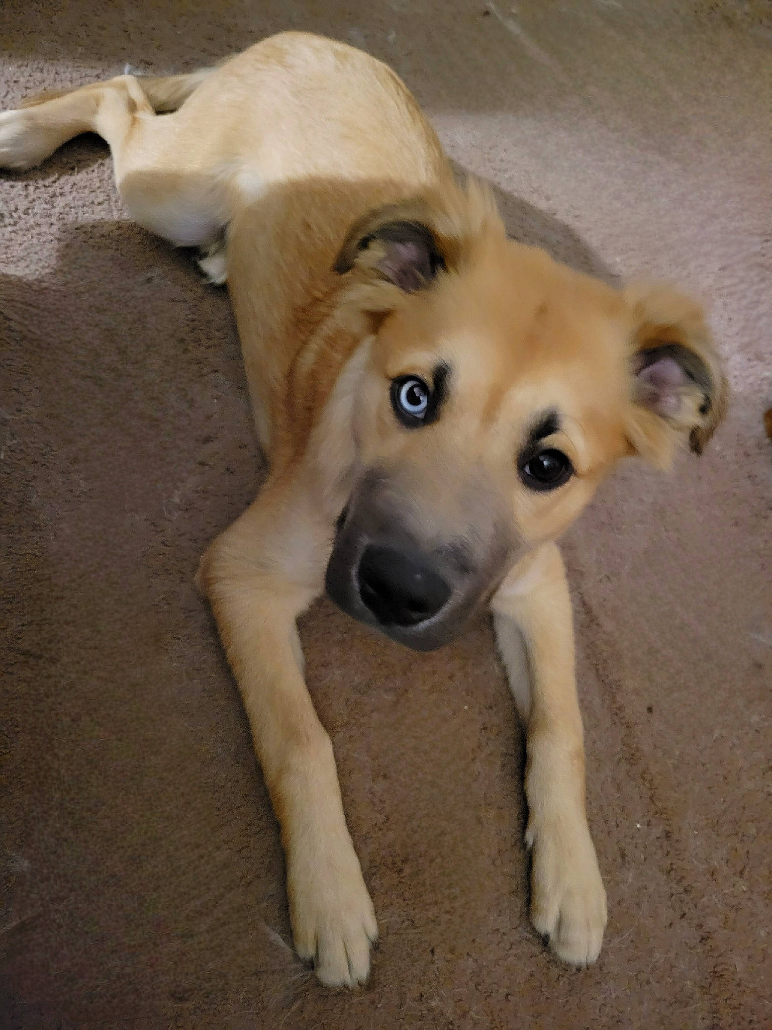 Odin Arcane Ashmore is registered to the contest to win money with this photo: canidae, carnivore, companion_dog, dog, dog_breed, fawn, flooring, paw, sporting_group, tail, working_animal, working_dog