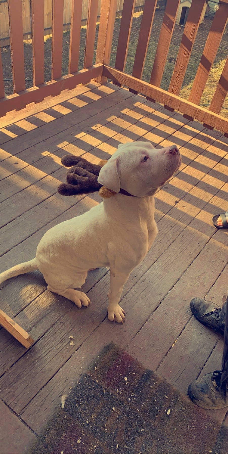 Palomo is registered to the contest to win money with this photo: canidae, carnivore, companion_dog, dog, dog_breed, dogo_argentino, dogo_guatemalteco, fawn, labrador_retriever, mammal, non_sporting_group, pointer, puppy, rajapalayam, rare_breed_dog, sporting_group, tail, vertebrate