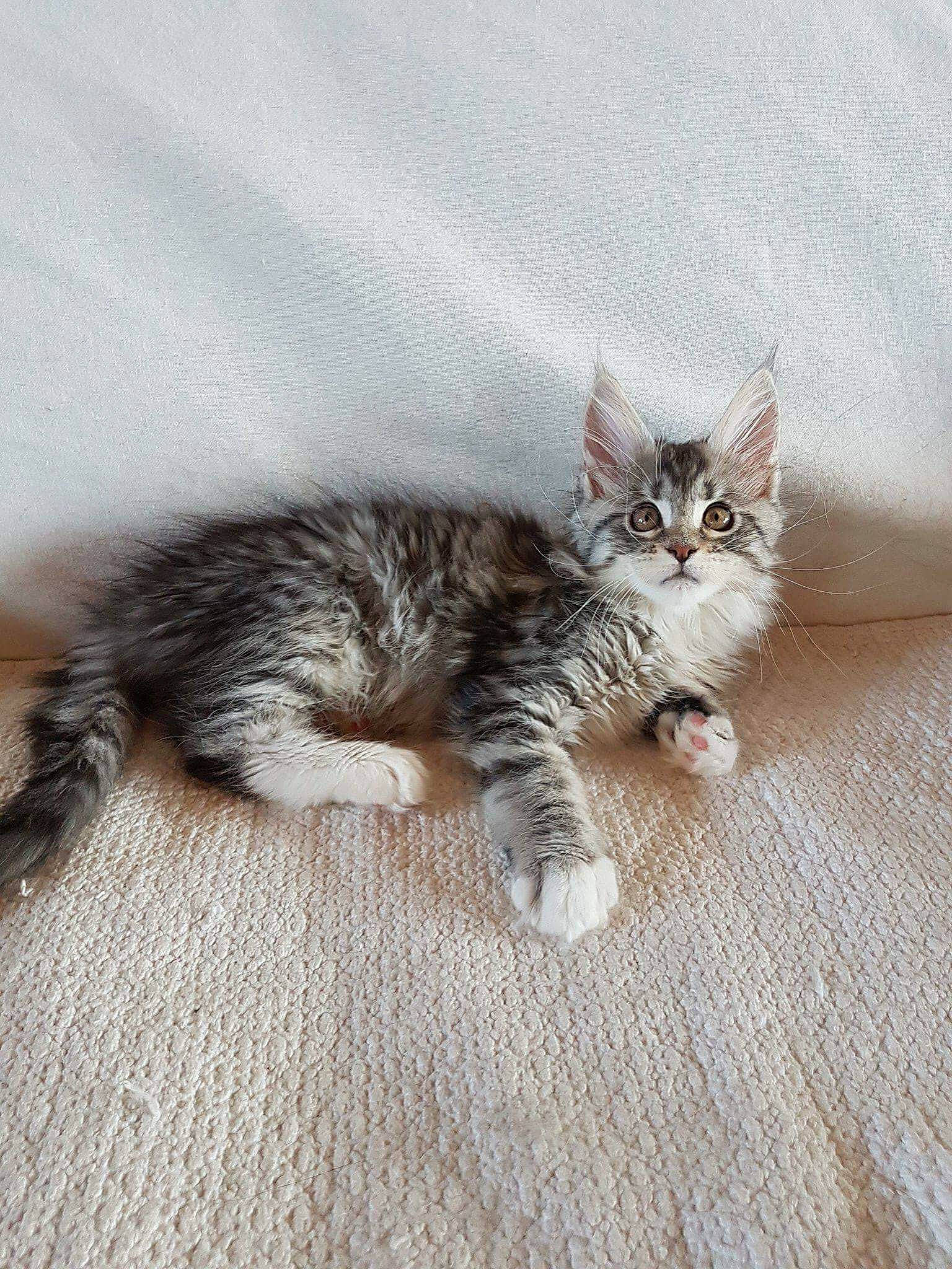 Delta participe au concours pour gagner de l'argent avec cette photo : british_semi_longhair, carnivore, cat, domestic_long_haired_cat, domestic_short_haired_cat, dragon_li, european_shorthair, felidae, kitten, maine_coon, mammal, norwegian_forest_cat, pixie_bob, polydactyl_cat, ragamuffin, siberian, small_to_medium_sized_cats, tabby_cat, vertebrate, whiskers