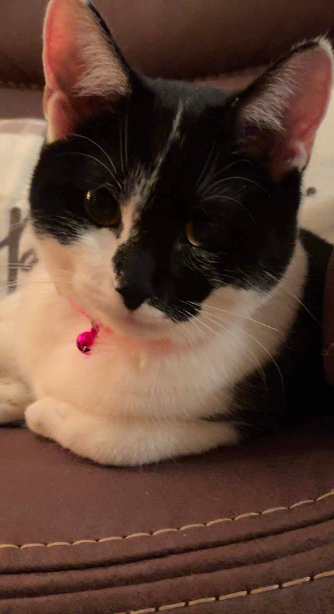 Armani is registered to the contest to win money with this photo: carnivore, cat, cat_supply, claw, comfort, domestic_short_haired_cat, felidae, fur, paw, pet_supply, small_to_medium_sized_cats, snout, tail, whiskers