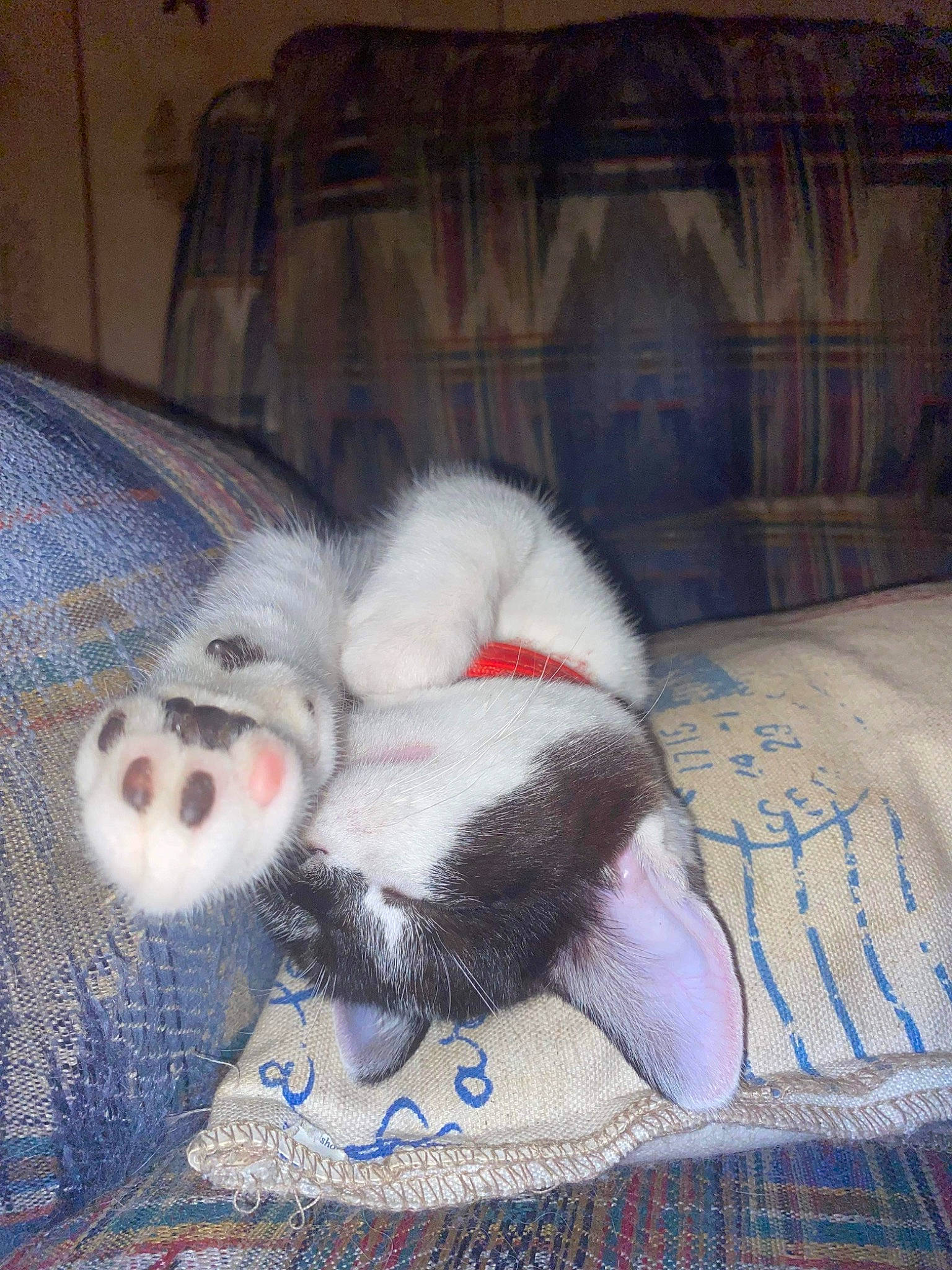 Armani is registered to the contest to win money with this photo: carmine, carnivore, claw, comfort, companion_dog, dog_breed, domestic_short_haired_cat, felidae, ferret, foot, fur, grey, linens, paw, small_to_medium_sized_cats, snout, sporting_group, tail, textile, whiskers