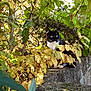 cat, tuxedo_cat, green_eyes, stone_wall, yellow_leaves, green_leaves, sunlight, outdoor, nature, foliage, animal, pet, curious, perched, explorer, tree, branch, daylight, wildlife, closeup