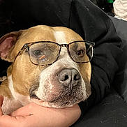 Lazarus is registered to the contest to win money with this photo: dog, glasses, pet, closeup, face, brown, white, animal, canine, companion, human_hand, black_clothing, indoor, resting, cute, portrait, friendship, comfort, love, relaxation