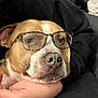 dog, glasses, pet, closeup, face, brown, white, animal, canine, companion, human_hand, black_clothing, indoor, resting, cute, portrait, friendship, comfort, love, relaxation