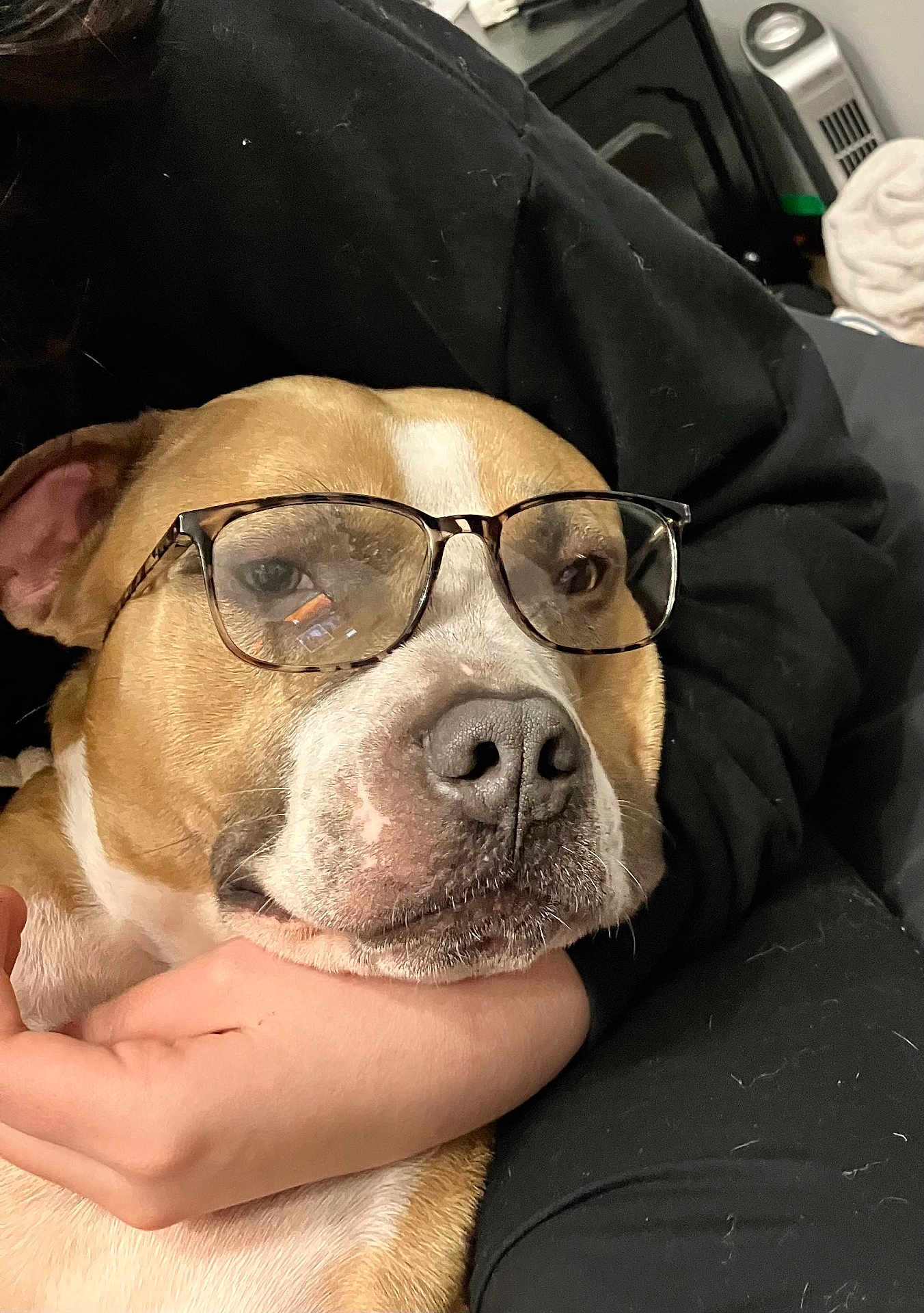 Lazarus is registered to the contest to win money with this photo: dog, glasses, pet, closeup, face, brown, white, animal, canine, companion, human_hand, black_clothing, indoor, resting, cute, portrait, friendship, comfort, love, relaxation