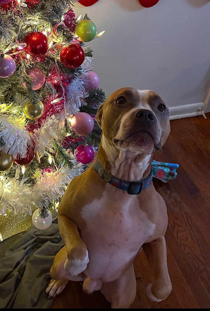 Lazarus is registered to the contest to win money with this photo: dog, christmas_tree, ornaments, holiday_lights, brown_dog, white_chest, wooden_floor, indoor, festive, decorations, pet, collar, christmas_decor, tree_skirt, holiday_season, cute_pet, looking_up, canine, domestic_animal, celebration