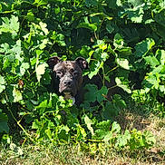 Tina participe au concours pour gagner de l'argent avec cette photo : dog, black_dog, green_leaves, foliage, outdoor, nature, grass, pet, animal, plant, bush, daylight, curious, hiding, canine, leafy, summer, sunlight, garden, muzzle