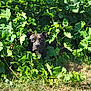 dog, black_dog, green_leaves, foliage, outdoor, nature, grass, pet, animal, plant, bush, daylight, curious, hiding, canine, leafy, summer, sunlight, garden, muzzle