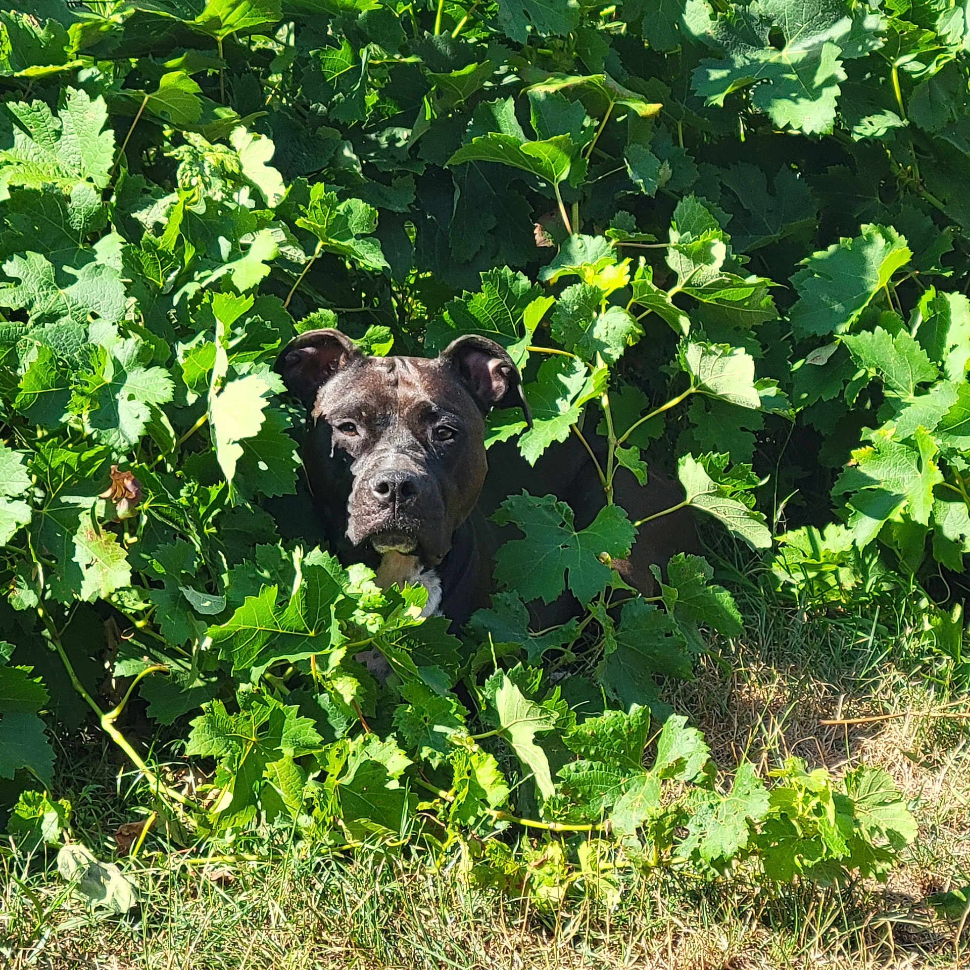 Tina participe au concours pour gagner de l'argent avec cette photo : dog, black_dog, green_leaves, foliage, outdoor, nature, grass, pet, animal, plant, bush, daylight, curious, hiding, canine, leafy, summer, sunlight, garden, muzzle