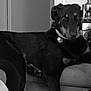 dog, black_and_white, indoors, couch, furniture, pet, animal, collar, relaxed, looking_at_camera, dachshund, home, decor, lamp, drawer, still_life, portrait, resting, canine, domestic