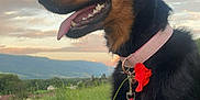 Urya participe au concours pour gagner de l'argent avec cette photo : dog, black_and_tan, collar, flower, grass, outdoor, nature, sunset, mountain, sky, clouds, pet, canine, animal, leash, portrait, happy, tongue_out, scenic, field