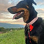 dog, black_and_tan, collar, flower, grass, outdoor, nature, sunset, mountain, sky, clouds, pet, canine, animal, leash, portrait, happy, tongue_out, scenic, field