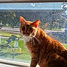 cat, orange_cat, ginger_cat, white_chest, white_paws, feline, pet, sitting, window, windowsill, sunlight, sunbeam, indoor, outdoor_view, garden, grass, trees, street, portrait, whiskers